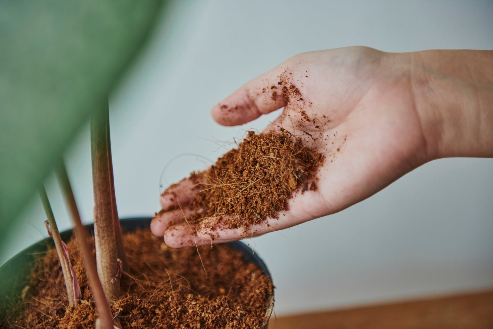 The Ultimate Guide to Growing Plants with 100% Cocopeat: A Sustainable Gardening Solution