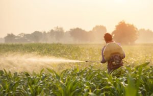 Asian farmer working in the field and spraying chemical or ferti