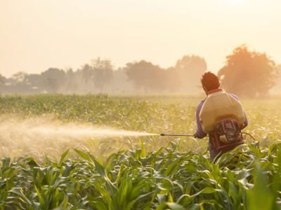 Asian farmer working in the field and spraying chemical or ferti