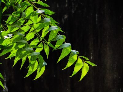 close-up-fresh-green-neem-leaves