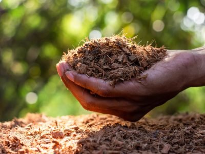 Fine coconut husks for fertilizing to plant trees in the hands
