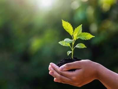 hand holding young plant with sunlight on green nature backgroun