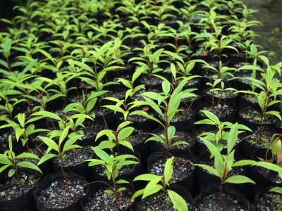 young plant in nursery bags